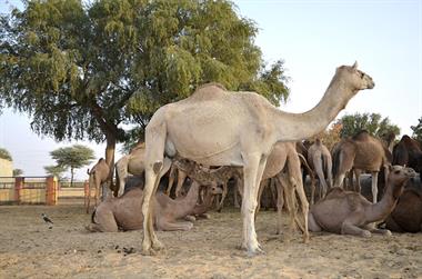 04 Camel_Farm,_Bikaner_DSC2757_b_H600